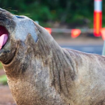 Neil the Seal: Tasmania’s Celebrity Visitor