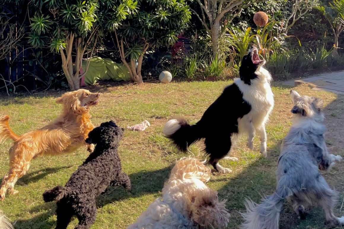 Identifying If Your Dog Enjoys Daycare: Key Signs to Observe
