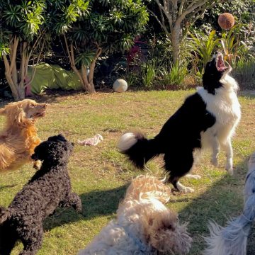 Identifying If Your Dog Enjoys Daycare: Key Signs to Observe