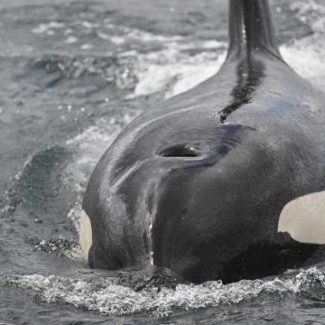 Orcas Show Unusual Hunting Tactic with Sunfish