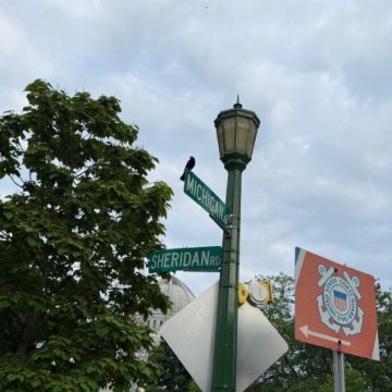 Red-Winged Blackbirds Dive-Bombing Pedestrians in Illinois