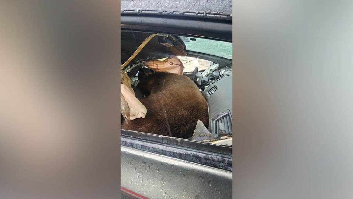 Colorado Bear Incident Highlights Rising Encounters