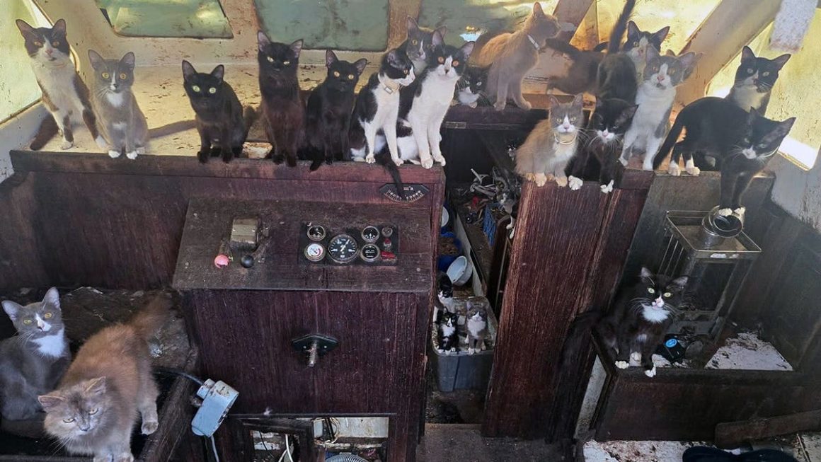 Rescue Mission Saves 60 Cats from Abandoned Sailboat