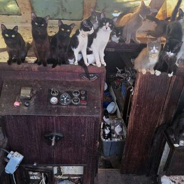 Rescue Mission Saves 60 Cats from Abandoned Sailboat
