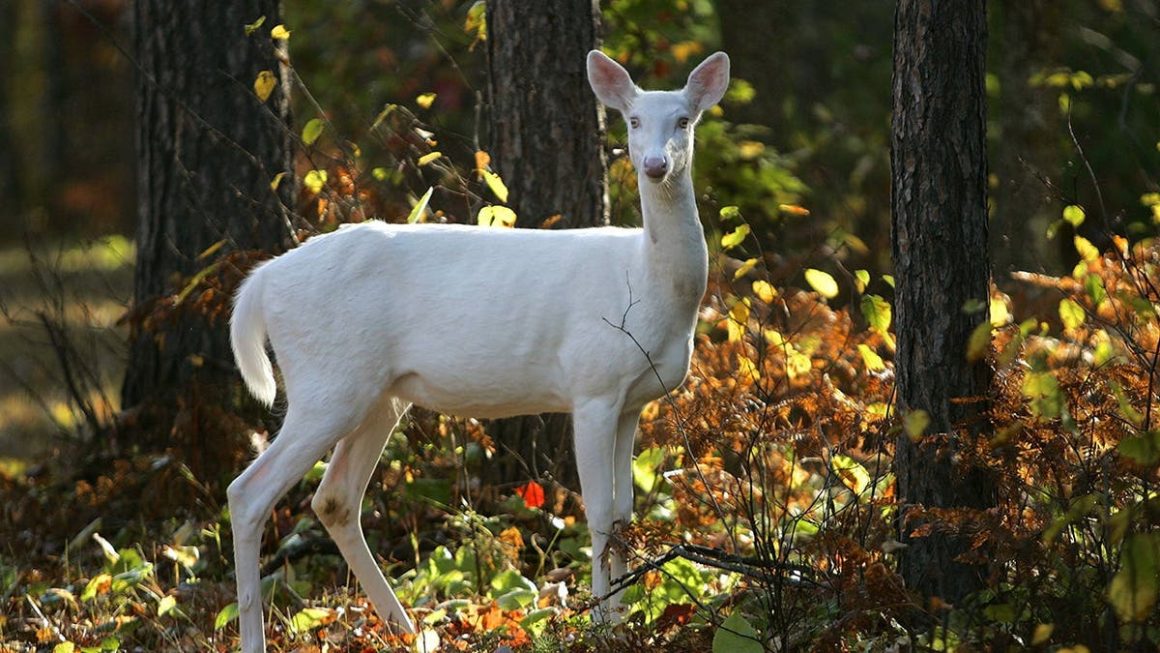 Viral Video Roundup: Intriguing Wild Encounters