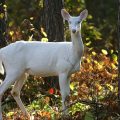 Viral Video Roundup: Intriguing Wild Encounters