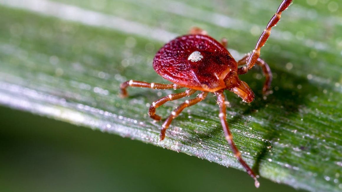 Record High Cases of Rare Tick-Borne Virus: A Health Alert