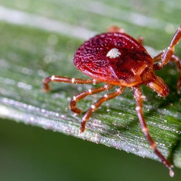 Record High Cases of Rare Tick-Borne Virus: A Health Alert