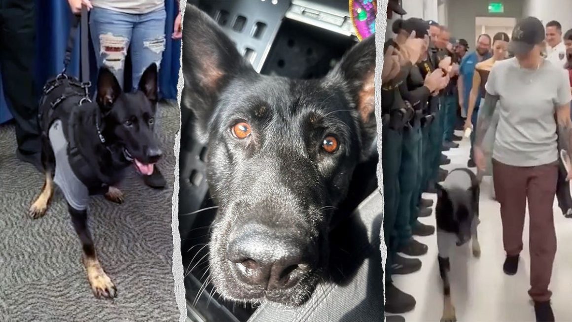 15616788-f1af-4e13-818a-eb154266e532 Heroic K-9 Ace Returns to Sheriff’s Office After Surgery