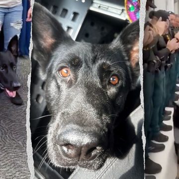 15616788-f1af-4e13-818a-eb154266e532 Heroic K-9 Ace Returns to Sheriff’s Office After Surgery