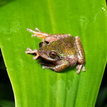 New Frog Species Discovered in Costa Rica’s Coffee Plantations