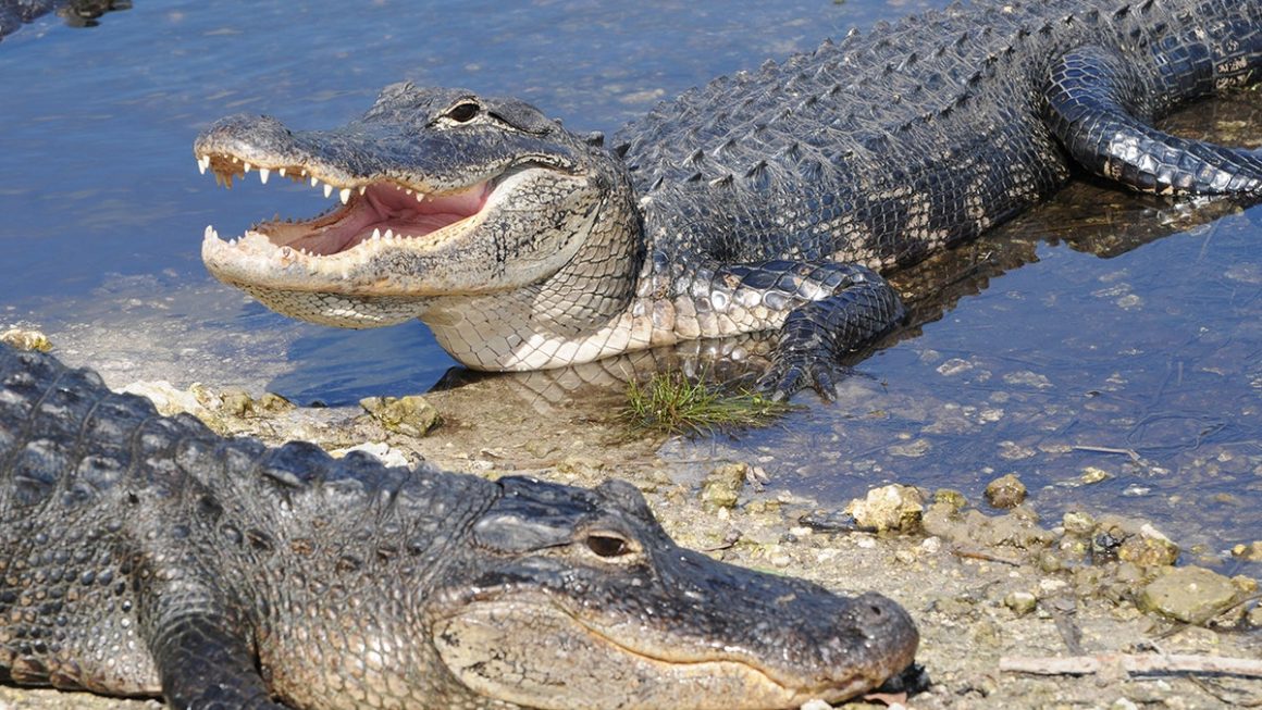 Florida Woman’s Harrowing Alligator Attack