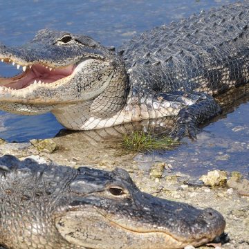Florida Woman’s Harrowing Alligator Attack