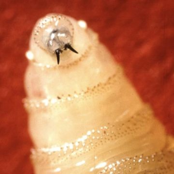 USDA Tackles Screwworm Threat in Livestock