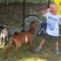 Child Exposed to Rabies at Petting Zoo Raises Concerns
