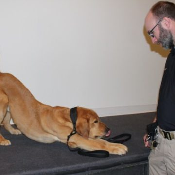 Gizmo: Wilmette’s K-9 Asset in Crime Fighting and Comfort