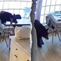 Bear Invades Colorado Home for Breakfast