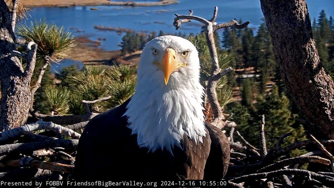 Community Support for Critically Ill Bald Eagle Jackie