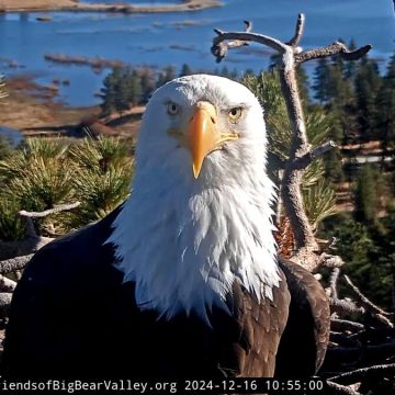 Community Support for Critically Ill Bald Eagle Jackie