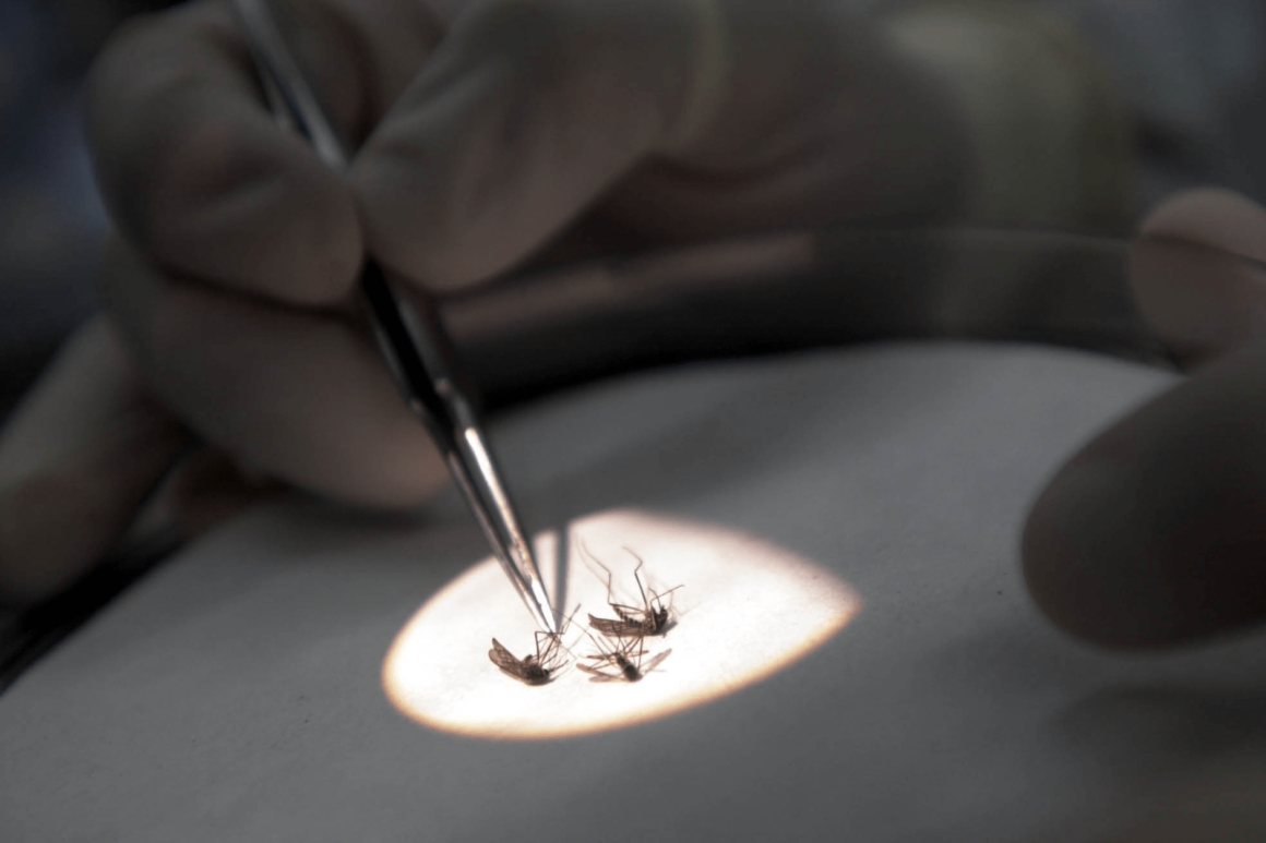 NYC Reports First West Nile Virus Case of 2026 Amid Mosquito Season Warnings