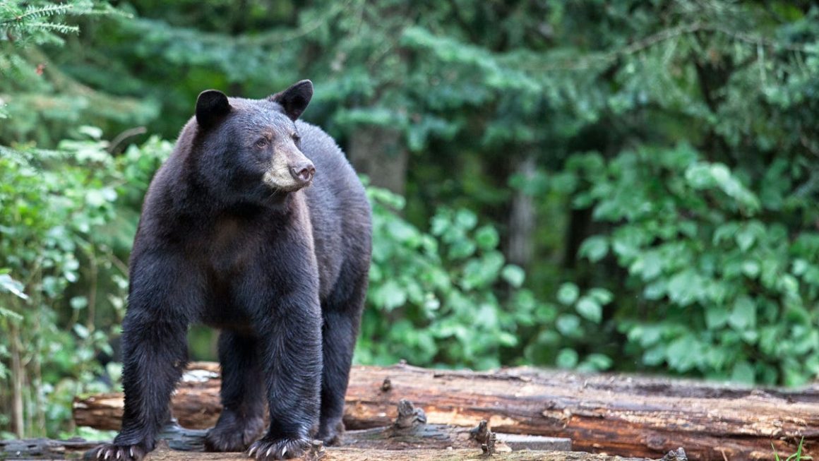 Cornell University Prohibits Processing Wild Game in School Kitchens