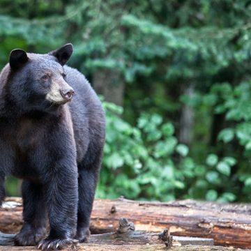 Cornell University Prohibits Processing Wild Game in School Kitchens