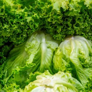 Lettuce Prices Drop Amid Cyclosporiasis Outbreak