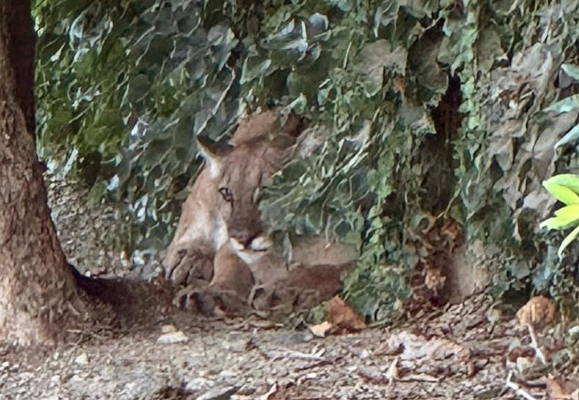 Mountain Lion Causes Street Closure in San Dimas