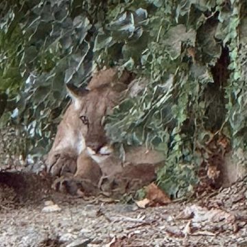 Mountain Lion Causes Street Closure in San Dimas