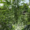 Illinois Considers Outdoor Cannabis Cultivation