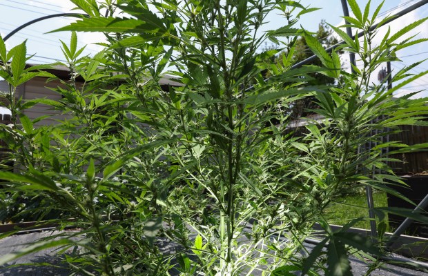 6cd924fd-b76e-4032-8779-dc1812ad7989 Illinois Considers Outdoor Cannabis Cultivation