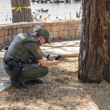 Tree Poisoning Mystery in Lake Tahoe Community