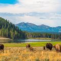 Avoid Becoming a ‘Touron’: Common Mistakes in National Parks