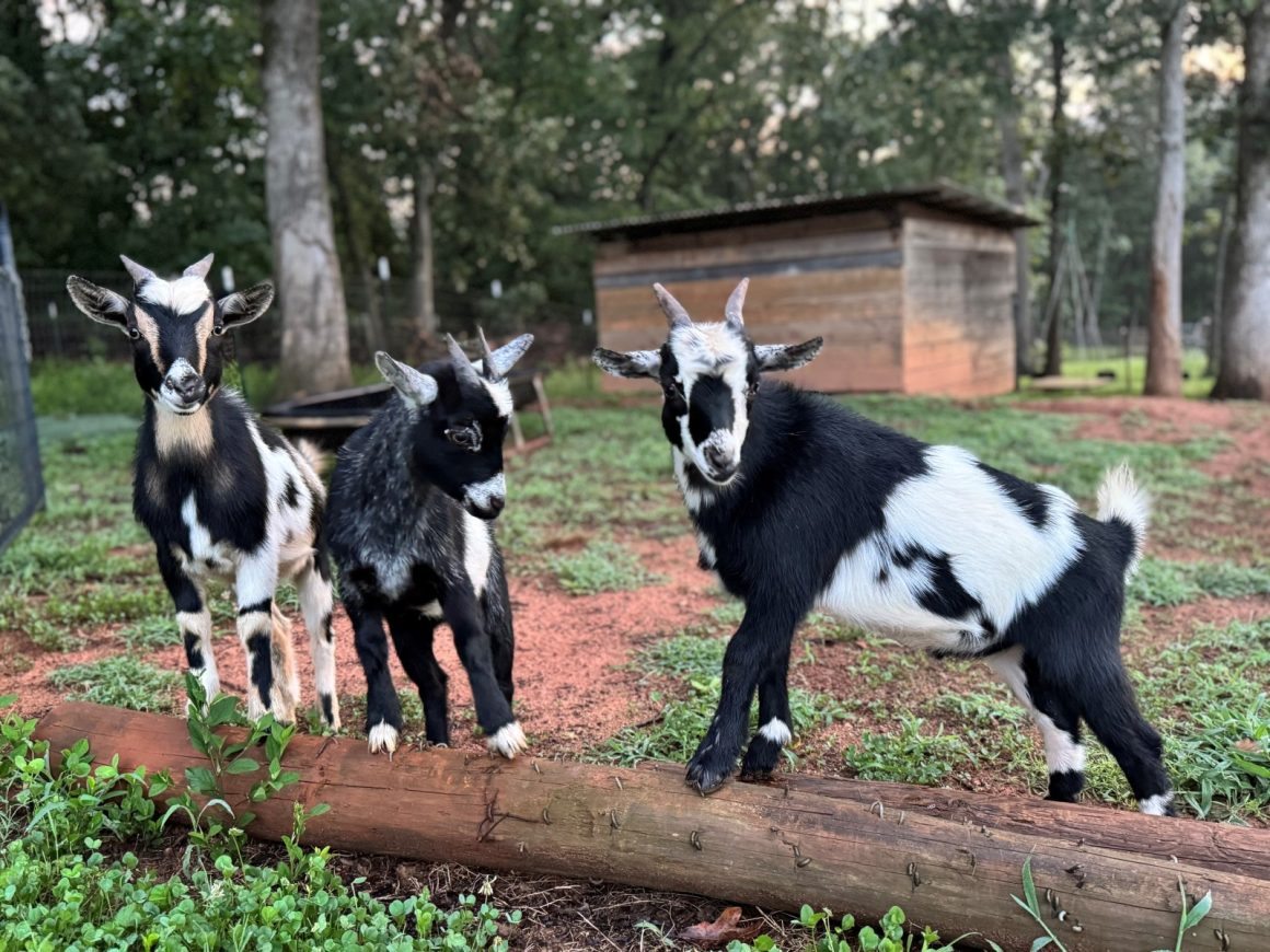 Rabies Alert in North Carolina Following Petting Zoo Exposure