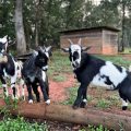 Rabies Alert in North Carolina Following Petting Zoo Exposure