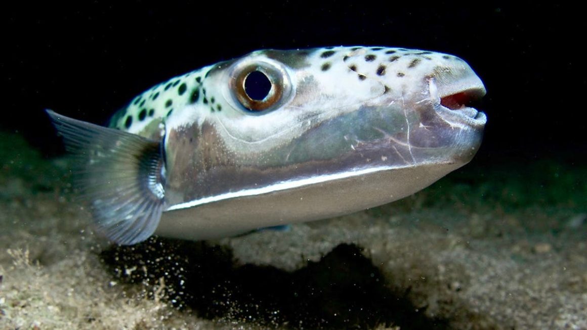 Recent Shark and Puffer Fish Incidents Raise Concerns