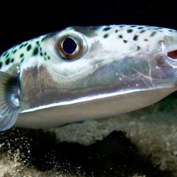 Recent Shark and Puffer Fish Incidents Raise Concerns