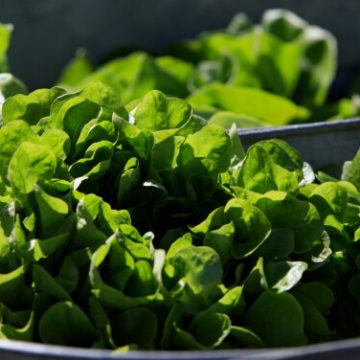 Cyclospora Outbreak Linked to Iceberg Lettuce Expands Across 15 States