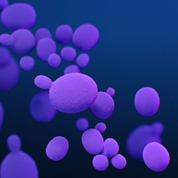 Rising Threat of Drug-Resistant Fungus Candida Auris in the U.S.