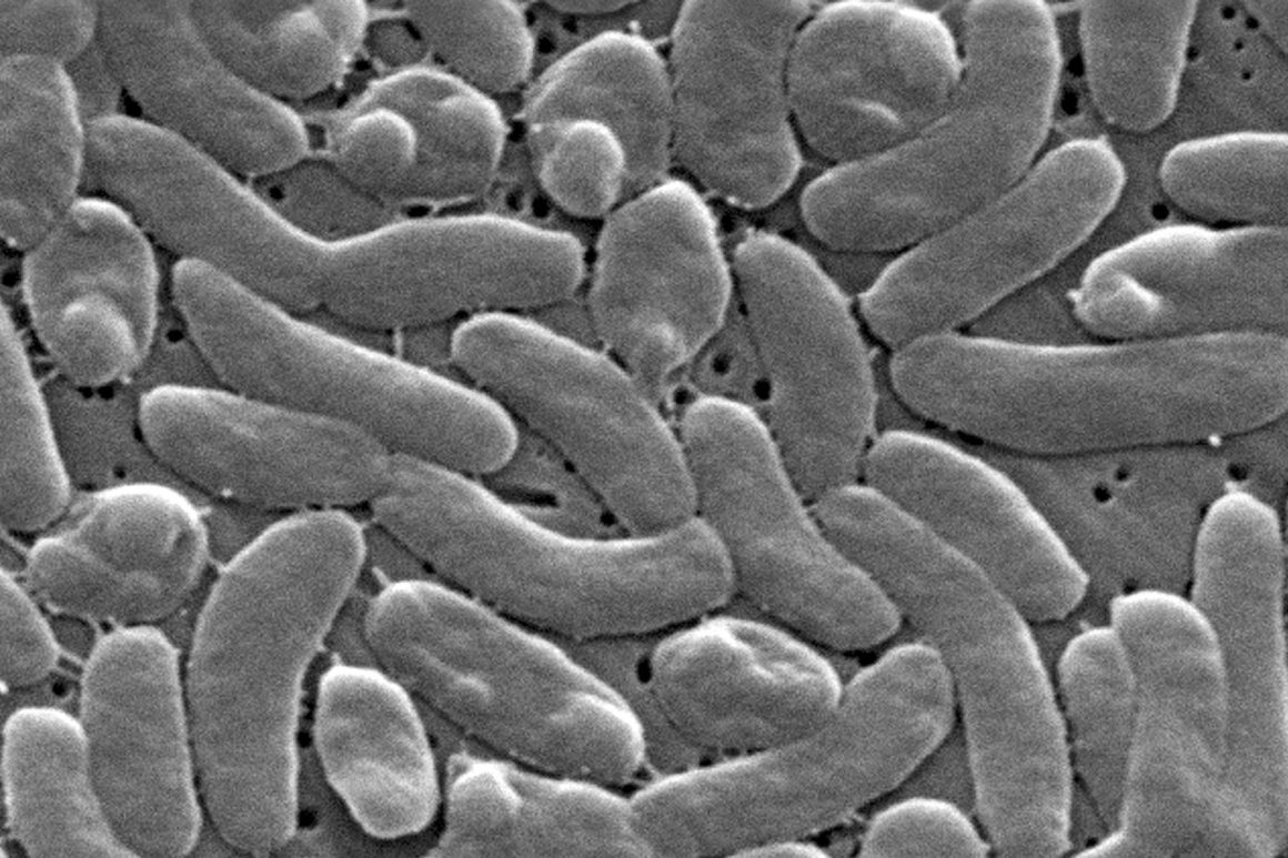 Vibrio Vulnificus: Rising Cases in Louisiana and Florida