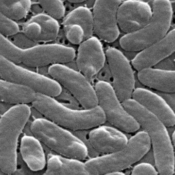 Vibrio Vulnificus: Rising Cases in Louisiana and Florida
