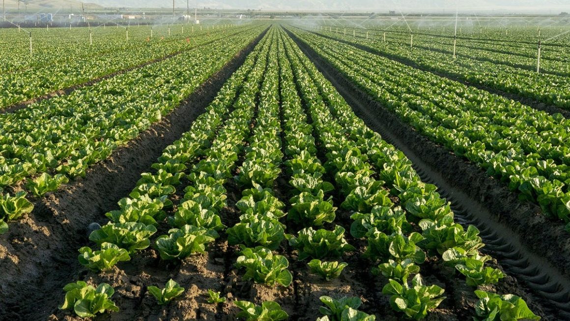 Cyclospora Outbreak Spurs Concerns in Lettuce Market