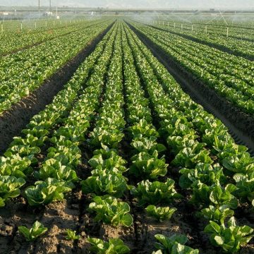 Cyclospora Outbreak Spurs Concerns in Lettuce Market
