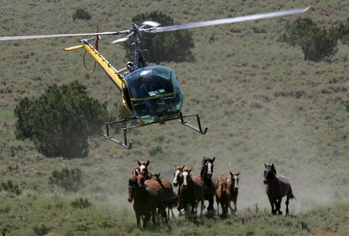 Federal Sales of Protected Wild Horses Under Scrutiny
