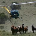 Federal Sales of Protected Wild Horses Under Scrutiny