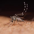 West Nile Virus Cases Reported in 32 States