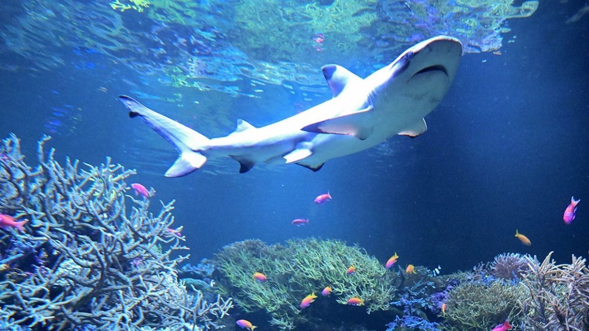 Blacktip Sharks Shift Migration Patterns Along East Coast