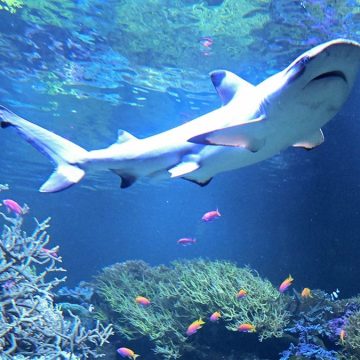 Blacktip Sharks Shift Migration Patterns Along East Coast