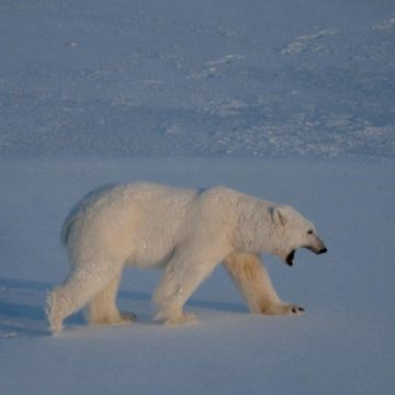 Person Fined for Disturbing Polar Bear in Svalbard