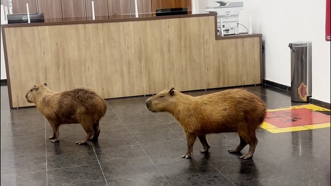Capybaras Roam Brazilian State Legislature